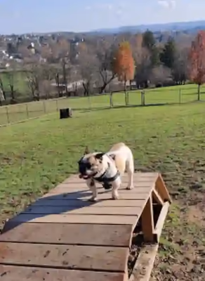 Dog Park at Newburg Park photo 2